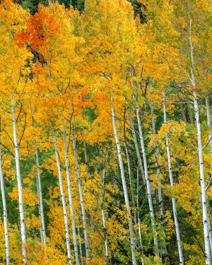 THE WONDER OF AUTUMN